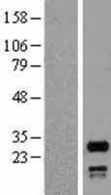 Western Blot: SNRPN Overexpression Lysate (Adult Normal) [NBP2-06403] Left-Empty vector transfected control cell lysate (HEK293 cell lysate); Right -Over-expression Lysate for SNRPN.