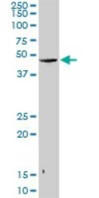 Western Blot: SNURPORTIN1 Antibody [H00010073-D01P] - Analysis of SNUPN expression in human liver.