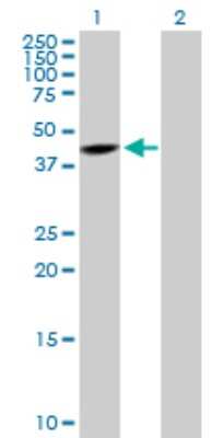 Western Blot: SNURPORTIN1 Antibody [H00010073-D01P] - Analysis of SNUPN expression in transfected 293T cell line by SNUPN polyclonal antibody.Lane 1: SNUPN transfected lysate(41.10 KDa).Lane 2: Non-transfected lysate.