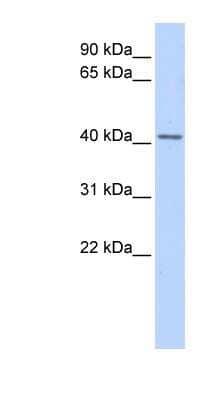 Western Blot: SNURPORTIN1 Antibody [NBP1-57132] - Human Heart lysate, concentration 0.2-1 ug/ml.