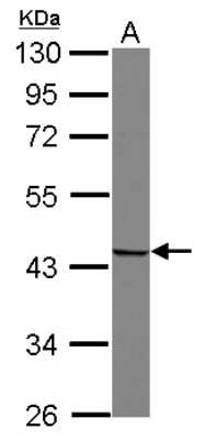 Western Blot: SNURPORTIN1 Antibody [NBP2-19303] - Sample (30 ug of whole cell lysate) A: U87-MG 10% SDS PAGE gel, diluted at 1:1000.