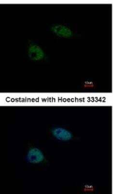 Immunocytochemistry/Immunofluorescence: SNW1 Antibody [NBP1-31676] - Paraformaldehyde-fixed HeLa, using antibody at 1:500 dilution.