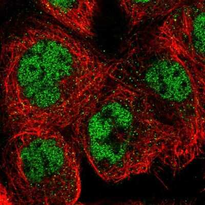 <b>Independent Antibodies Validation. </b>Immunocytochemistry/Immunofluorescence: SNW1 Antibody [NBP1-88524] - Immunofluorescent staining of human cell line A-431 shows localization to nucleoplasm.