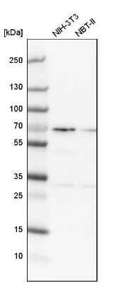 Western Blot: SNW1 Antibody [NBP1-88524] - Analysis in mouse cell line NIH-3T3 and rat cell line NBT-II.