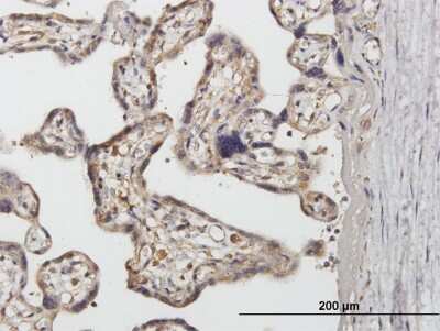 Immunohistochemistry-Paraffin: SNX1 Antibody [H00006642-B02P] - Analysis of purified antibody to SNX1 on formalin-fixed paraffin-embedded human placenta. (antibody concentration 3 ug/ml)