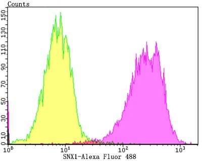 Flow Cytometry: SNX1 Antibody (JG40-06) [NBP2-75670] - Analysis of SiHa cells with SNX1 antibody at 1/100 dilution (purple) compared with an unlabelled control (cells without incubation with primary antibody; yellow).  Alexa Fluor 488-conjugated goat anti-rabbit IgG was used as the secondary antibody.