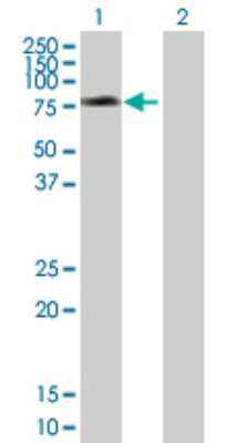 Western Blot: SNX1 Antibody [H00006642-B01P] - Analysis of SNX1 expression in transfected 293T cell line by SNX1 polyclonal antibody.  Lane 1: SNX1 transfected lysate(57.42 KDa). Lane 2: Non-transfected lysate.