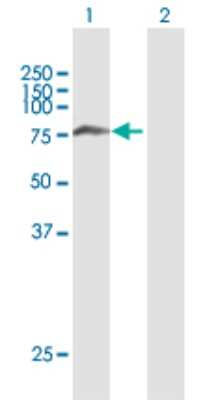 Western Blot: SNX1 Antibody [H00006642-B02P] - Analysis of SNX1 expression in transfected 293T cell line by SNX1 polyclonal antibody.  Lane 1: SNX1 transfected lysate(57.42 KDa). Lane 2: Non-transfected lysate.