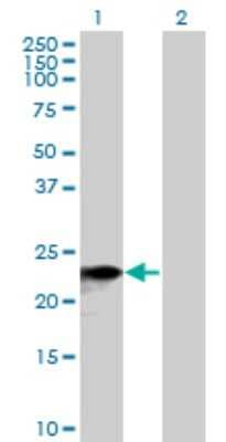 Western Blot: SNX10 Antibody [H00029887-B01P] - Analysis of SNX10 expression in transfected 293T cell line by SNX10 polyclonal antibody.  Lane 1: SNX10 transfected lysate(22.11 KDa). Lane 2: Non-transfected lysate.