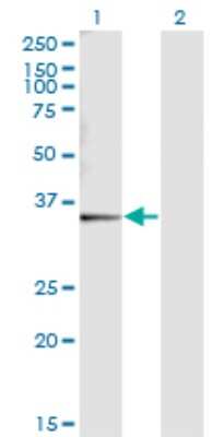 Western Blot: SNX11 Antibody (2G1) [H00029916-M05] - Analysis of SNX11 expression in transfected 293T cell line by SNX11 monoclonal antibody (M05), clone 2G1. Lane 1: SNX11 transfected lysatE (30.4 KDa). Lane 2: Non-transfected lysate.