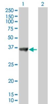 Western Blot: SNX11 Antibody [H00029916-B01P] - Analysis of SNX11 expression in transfected 293T cell line by SNX11 polyclonal antibody.  Lane 1: SNX11 transfected lysate(29.81 KDa). Lane 2: Non-transfected lysate.