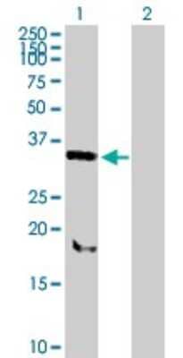 Western Blot: SNX11 Antibody [H00029916-B02P] - Analysis of SNX11 expression in transfected 293T cell line by SNX11 polyclonal antibody.  Lane 1: SNX11 transfected lysate(29.7 KDa). Lane 2: Non-transfected lysate.