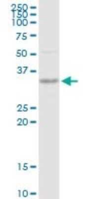 Western Blot: SNX11 Antibody [H00029916-D01P] - Analysis of SNX11 expression in HepG2.