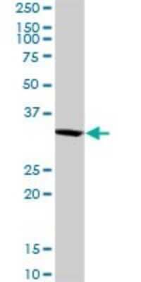 Western Blot SNX11 Antibody - Azide and BSA Free