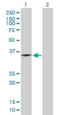 Western Blot: SNX11 Antibody [H00029916-D01P] - Analysis of SNX11 expression in transfected 293T cell line by SNX11 polyclonal antibody.Lane 1: SNX11 transfected lysate(29.81 KDa).Lane 2: Non-transfected lysate.