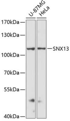 Western Blot SNX13 Antibody - Azide and BSA Free