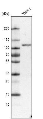 Western Blot: SNX14 Antibody [NBP1-80838] - Analysis in human cell line THP-1.