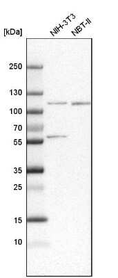 Western Blot: SNX14 Antibody [NBP1-80838] - Analysis in mouse cell line NIH-3T3 and rat cell line NBT-II.