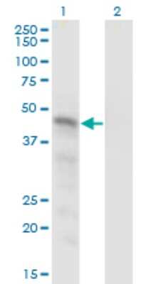 Western Blot: SNX15 Antibody (1D4) [H00029907-M01] - Analysis of SNX15 expression in transfected 293T cell line by SNX15 monoclonal antibody (M01), clone 1D4.Lane 1: SNX15 transfected lysate (Predicted MW: 38.3 KDa).Lane 2: Non-transfected lysate.