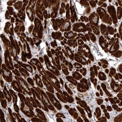 Immunohistochemistry-Paraffin SNX16 Antibody - BSA Free