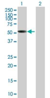 Western Blot: SNX17 Antibody [H00009784-B01P] - analysis of SNX17 expression in transfected 293T cell line by SNX17 MaxPab polyclonal antibody. Lane 1: SNX17 transfected lysate (51.7 KDa). Lane 2: Non-transfected lysate.