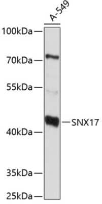 Western Blot: SNX17 Antibody [NBP2-93381] - Analysis of extracts of A-549 cells, using SNX17 at 1:1000 dilution.Secondary antibody: HRP Goat Anti-Rabbit IgG (H+L) at 1:10000 dilution.Lysates/proteins: 25ug per lane.Blocking buffer: 3% nonfat dry milk in TBST.Detection: ECL Basic Kit .Exposure time: