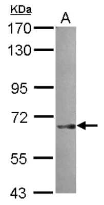 Western Blot: SNX18 Antibody [NBP2-20443] - Sample (30 ug of whole cell lysate) A: A549 7. 5% SDS PAGE gel, diluted at 1:5000.