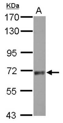 Western Blot: SNX18 Antibody [NBP2-20443] - Sample (30 ug of whole cell lysate) A: C8D30 7. 5% SDS PAGE gel, diluted at 1:10000.