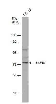 Western Blot: SNX18 Antibody [NBP2-20443] - Whole cell extract (30 ug) was separated by 7.5% SDS-PAGE, and the membrane was blotted with SNX18 antibody diluted at 1:1000.