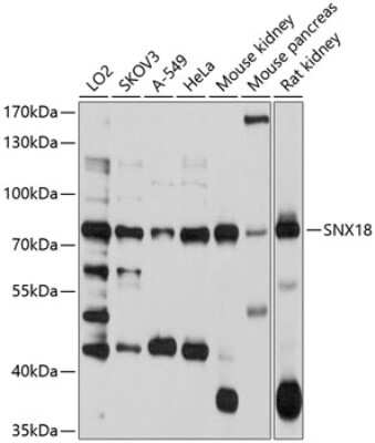 Western Blot: SNX18 Antibody [NBP2-93449] - Analysis of extracts of various cell lines, using SNX18 at 1:1000 dilution. Secondary antibody: HRP Goat Anti-Rabbit IgG (H+L) at 1:10000 dilution. Lysates/proteins: 25ug per lane. Blocking buffer: 3% nonfat dry milk in TBST. Detection: ECL Basic Kit . Exposure time: 60s.