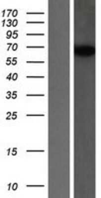 Western Blot SNX18 Overexpression Lysate