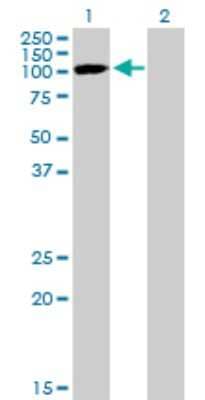 Western Blot: SNX19 Antibody [H00399979-B01P] - Analysis of SNX19 expression in transfected 293T cell line by SNX19 polyclonal antibody.  Lane 1: SNX19 transfected lysate(88.33 KDa). Lane 2: Non-transfected lysate.
