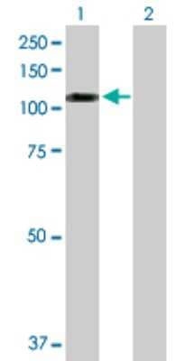 Western Blot: SNX19 Antibody [H00399979-D01P] - Analysis of SNX19 expression in transfected 293T cell line by SNX19 polyclonal antibody.Lane 1: SNX19 transfected lysate(87.40 KDa).Lane 2: Non-transfected lysate.