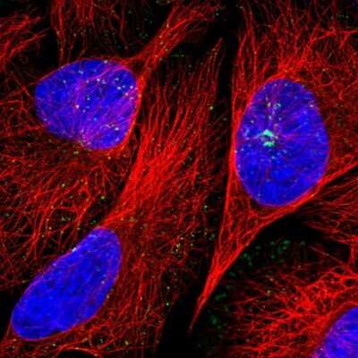 Immunocytochemistry/ Immunofluorescence SNX21 Antibody - BSA Free
