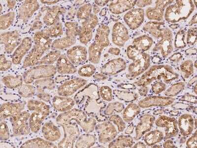 Immunohistochemistry-Paraffin: SNX21 Antibody [NBP2-98062] - Immunochemical staining of human SNX21 in human kidney with rabbit polyclonal antibody at 1:100 dilution, formalin-fixed paraffin embedded sections.