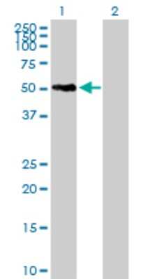 Western Blot: SNX21 Antibody [H00090203-B02P] - Analysis of SNX21 expression in transfected 293T cell line by SNX21 polyclonal antibody.  Lane 1: SNX21 transfected lysate(41.03 KDa). Lane 2: Non-transfected lysate.