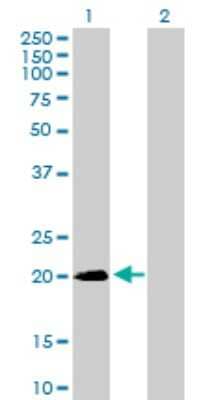 Western Blot: SNX24 Antibody [H00028966-B01P] - Analysis of SNX24 expression in transfected 293T cell line by SNX24 polyclonal antibody.  Lane 1: SNX24 transfected lysate(18.59 KDa). Lane 2: Non-transfected lysate.