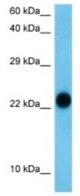 Western Blot SNX24 Antibody - BSA Free