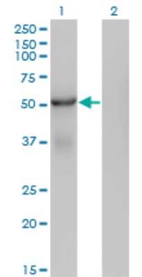 Western Blot: SNX25 Antibody (3A8) [H00083891-M01] - Analysis of SNX25 expression in transfected 293T cell line by SNX25 monoclonal antibody (M01), clone 3A8.Lane 1: SNX25 transfected lysate(56.3 KDa).Lane 2: Non-transfected lysate.