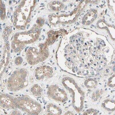 Immunohistochemistry-Paraffin: SNX29 Antibody [NBP1-82304] - Staining of human kidney shows moderate cytoplasmic positivity in cells in tubules.