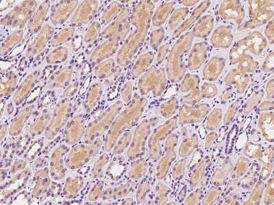 Immunohistochemistry-Paraffin: SNX3 Antibody [NBP2-98615] - Staining of human SNX3 in human kidney with rabbit polyclonal antibody at 1:100 dilution.