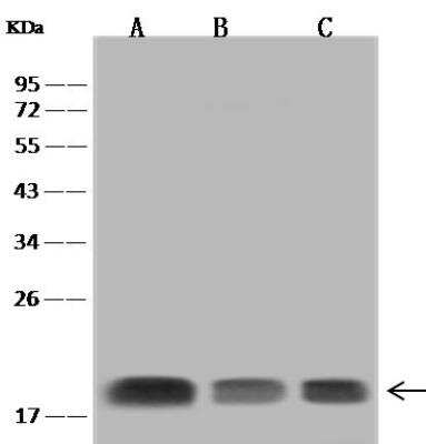 Western Blot: SNX3 Antibody [NBP2-98615] - Lane A: HL-60 Whole Cell LysateLane B: THP1 Whole Cell LysateLane C: U-251M Whole Cell LysateLysates/proteins at 30 ug per lane.SecondaryGoat Anti-Rabbit IgG (H+L)/HRP at 1/10000 dilution.Developed using the ECL technique.Performed under reducing conditions.Predicted band size:19 kDaObserved band size:19 kDa
