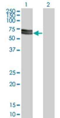 Western Blot: SNX33 Antibody (3A1) [H00257364-M03] - Analysis of SH3PX3 expression in transfected 293T cell line by SH3PX3 monoclonal antibody (M03), clone 3A1. Lane 1: SH3PX3 transfected lysatE (65.265 KDa). Lane 2: Non-transfected lysate.