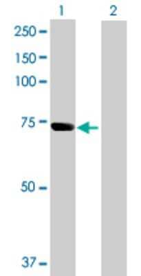 Western Blot: SNX33 Antibody [H00257364-B01P] - Analysis of SNX33 expression in transfected 293T cell line by SNX33 polyclonal antibody.  Lane 1: SH3PX3 transfected lysate(63.14 KDa). Lane 2: Non-transfected lysate.