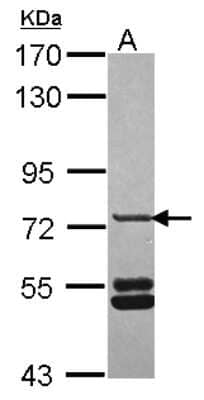 Western Blot: SNX33 Antibody [NBP2-20447] - Sample (30 ug of whole cell lysate) A: A431 7. 5% SDS PAGE gel, diluted at 1:2000.