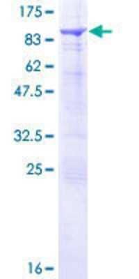 SDS-Page: SNX33 Recombinant Protein [h00257364-P01] - 12.5% SDS-PAGE Stained with Coomassie Blue.