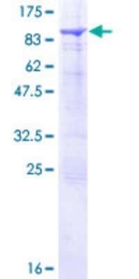 Western Blot: SNX33 Recombinant Protein [h00257364-P01]