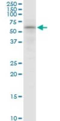 Western Blot: SNX4 Antibody [H00008723-B01P] - Analysis of SNX4 expression in PC-12.