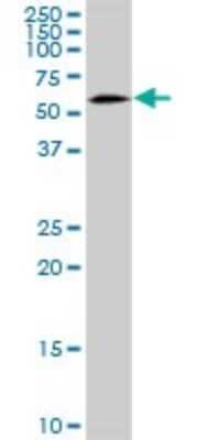 Western Blot: SNX4 Antibody [H00008723-B01P] - Analysis of SNX4 expression in HepG2 .