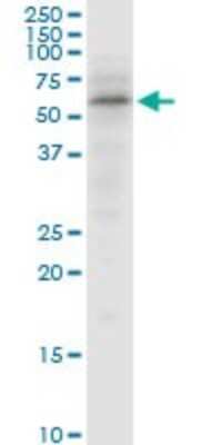 Western Blot: SNX4 Antibody [H00008723-B01P] - Analysis of SNX4 expression in NIH/3T3.